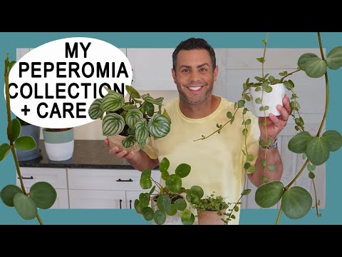 Houseplant Trends 2021: My Peperomia Houseplant Collection + Crucial Care #Peperomia