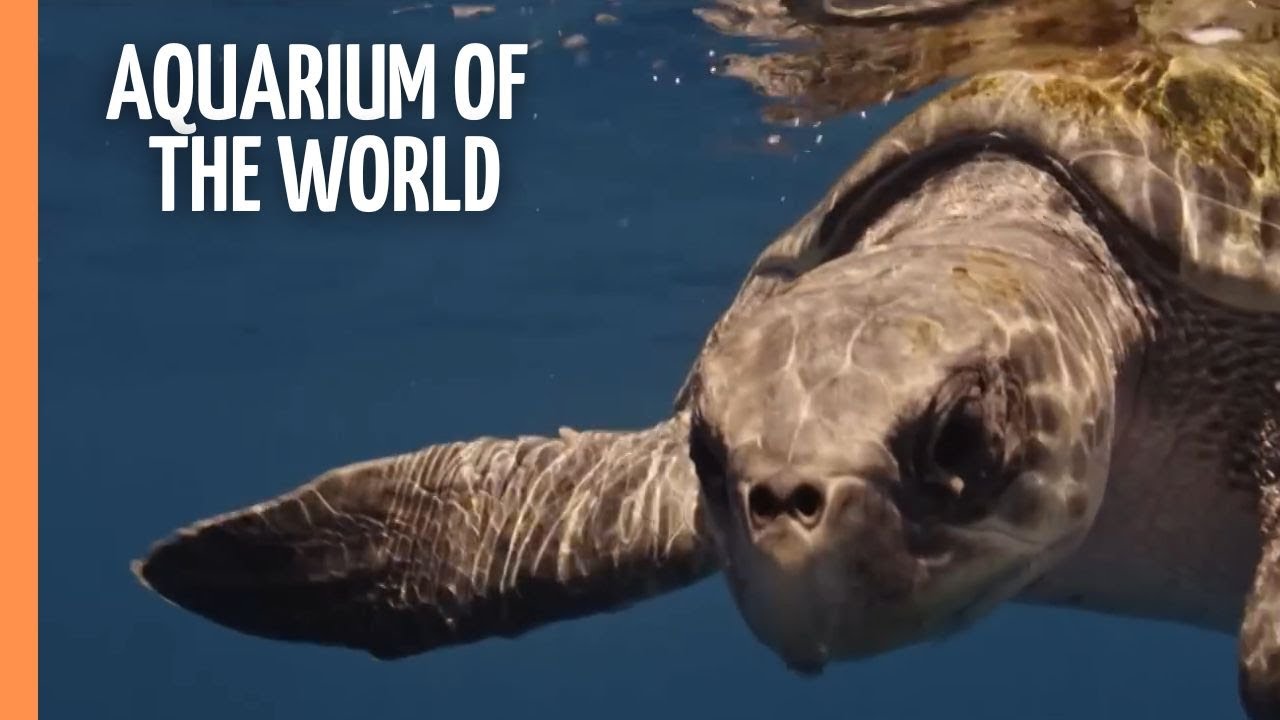 Aquarium Of The World – Mystic Gulf