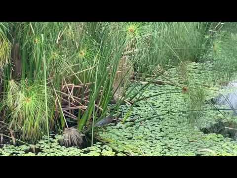 Fruits n' Cahoots pond , Davie , Florida , March 19 2023 , #2