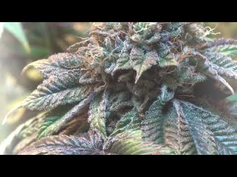 Cuando Quieras Fumar/Amanito.Show/el Ezequiel/ la plebada