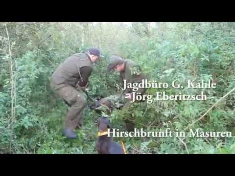 Alter Moorhirsch mit gutem Blattschuss bei bestem Licht erlegt! Old moor stag downed!