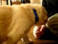 Cute Golden Puppies