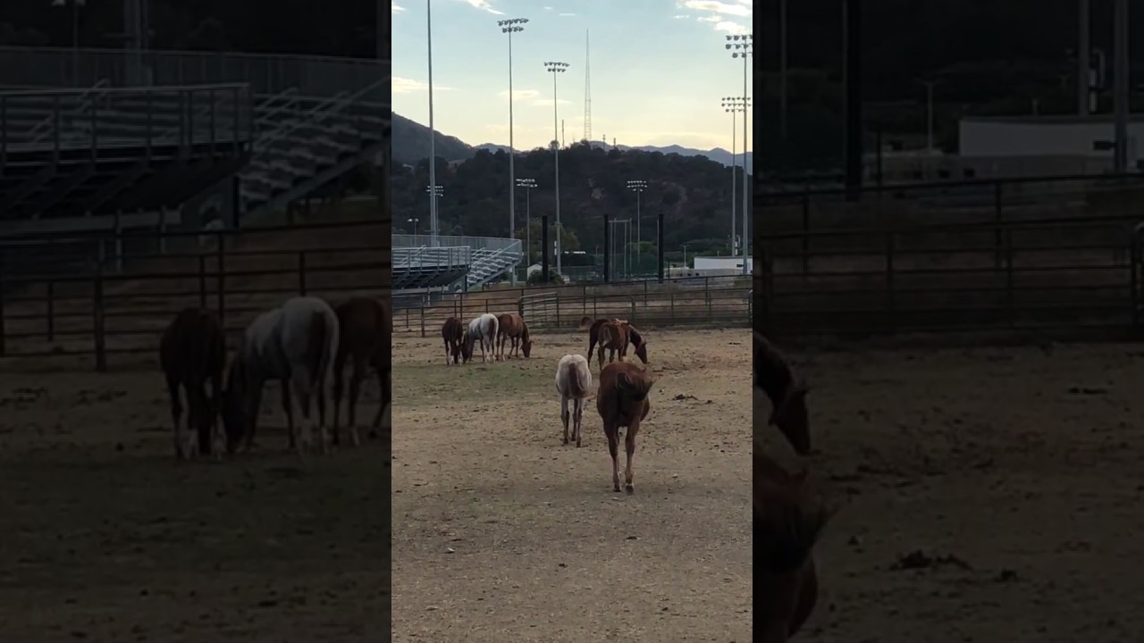 Equine Behavior Observation