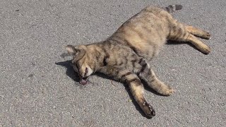 [問卦] 請問路上遇到死貓怎麼辦？
