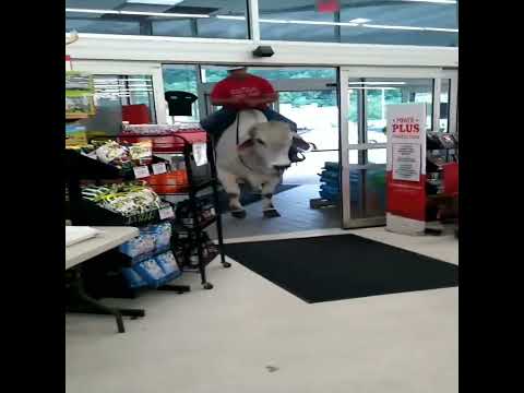 Man enters shop riding a bull meme template   #meme_template #cowboy #riding