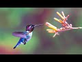 Cuba's Bee Hummingbird (The World's Smallest Bird)