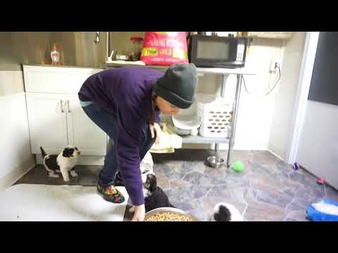 Anna Claire's AussieDoodles at 5 weeks old