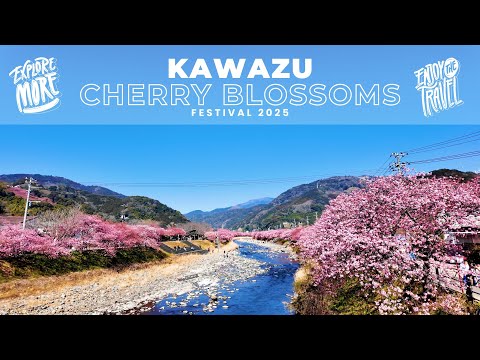 2-HOUR NON-STOP WALK TO SEE ALL OF KAWAZU CHERRY BLOSSOMS