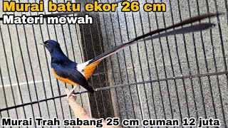 Download lagu Murai batu ekor 26 cm Vs Trah sabang 25 cm Dijual ❗️ mp3