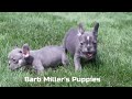 French Bulldog dogs for sale: Austin - Video 1
