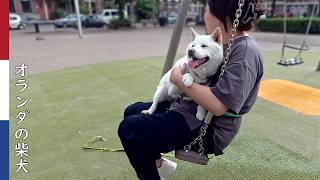 仲良くなった親戚のお姉さん（妹）と柴犬｜ 柴犬柿丸・オランダ散歩と環境音