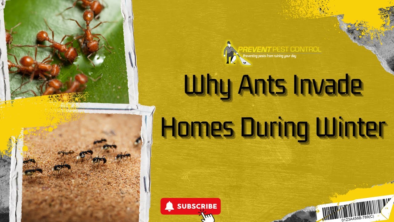 Why Ants Invade Homes During Winter