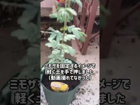 ベランダで芳香植物を育てるには？いつ植えるのか、そしてどのように管理するのか？  庭園