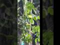 Barish ️ Love Nature Shorts Status Rain Viral Trending Reels Songs