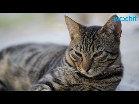 Here's How To Cheer Up A Depressed Cat - YouTube