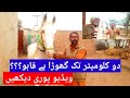 Horse Mandi Aminpur Bangla Horse For Sale Nukra Horse Special Horse Village Round