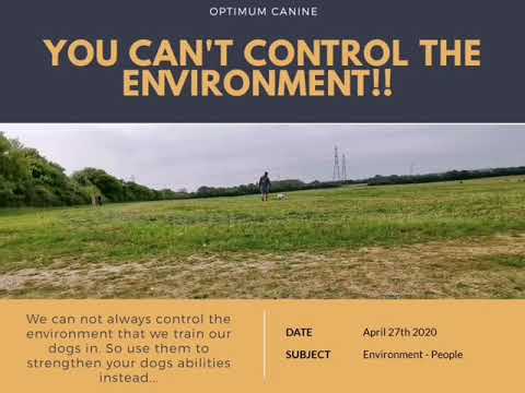 Optimum Canine - Contact Via Website video.