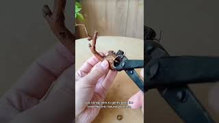How to Make Bonsai at Home for Beginners #BonsaiForBeginners #DIYBonsai #BonsaiAtHome #BonsaiArt