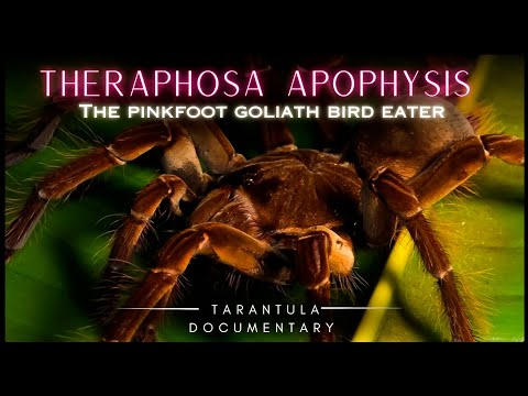 Sklípkavec ružovonohý (Theraphosa apophysis) — video o chove a starostlivosti
