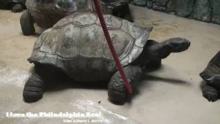 preview picture of video 'Philadelphia Zoo Galapagos Tortoise Climbs Over Garden Hose'