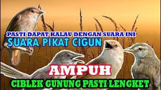 Download lagu suara cigun ribut untuk pikat mp3 paling ampuh paling cocok untuk segala musim. mp3