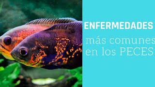 😱Las ENFERMEDADES mas COMUNES en los peces🐠