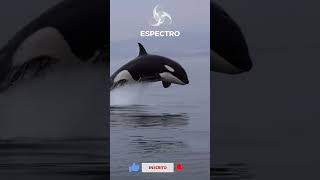 Simplesmente uma Orca..... #baleia
