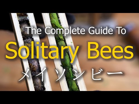 Complete Guide To Solitary Bees | Leafcutter | Blue Orchard Mason | Shelter | Cocoons