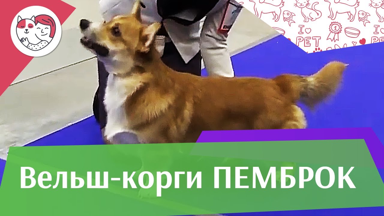Вельш корги пемброк История породы на ilikepet
