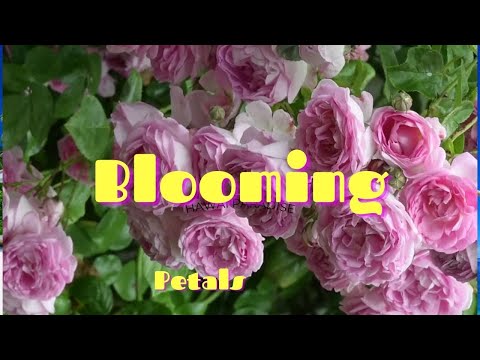 Blooming peta;s