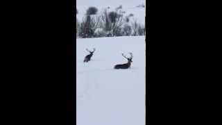 preview picture of video 'Deers stuck in the snow | Ciervos atrapados en la nieve en Beteta (Cuenca) 4 Febrero 2015'