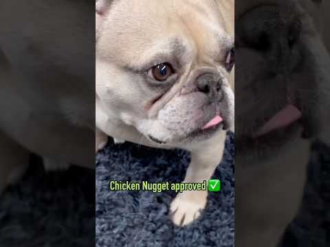 Video: Gator Magnetics Magnetic Hook for Pet Leashes, Collars & Dog Gear video thumbnail