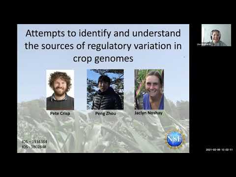 Attempts to identify and understand the sources of regulatory variation in crop genomes
