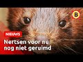 "Nertsen ruimen is geen taboe" | Omroep Brabant