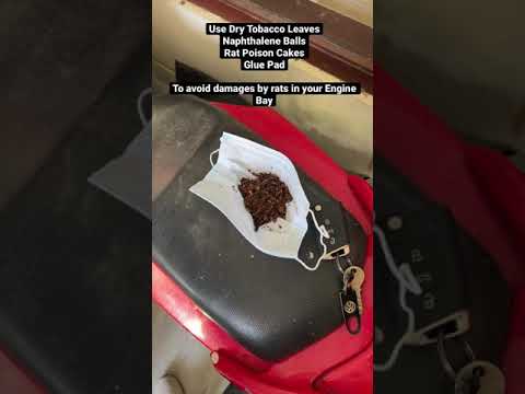 Solutions to protect your car from Rats #shorts