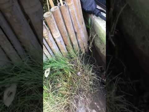 Viele Meter! Heimliche Spectabilis Bambus Ausläufer unter Terrasse entdeckt