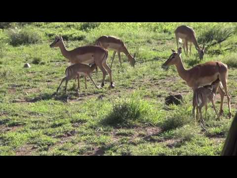 Breeding herd of Impala - 2 babies nursing - very sweet and cute