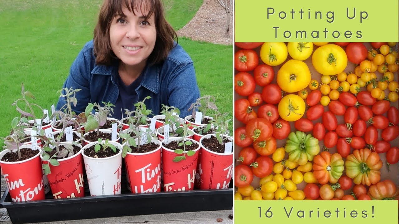 Potting Up Tomato Seedlings (and Some Dahlia Seedlings Too!)