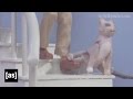 Cats Are Jerks Robot Chicken Adult Swim
