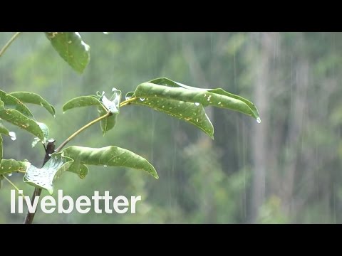 Sonido de Lluvia Relajante - Sin truenos y un poco Intensa - Ideal para Dormir - 8 Horas