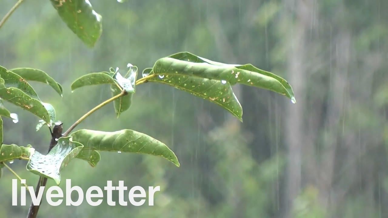 Watch Now Sonido de Lluvia Relajante - Sin truenos y un poco Intensa - Ideal para Dormir - 8 Horas Sonido de Lluvia Relajante - Sin truenos y un poco Intensa - Ideal para Dormir - 8 Horas