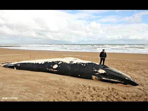 Minke Whale Pup 8 to 10 tonnes washed up on Foreness Point.