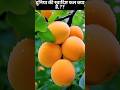 अद्भुत स्वादिष्ट फल 🍋 fruits cutting shorts trendingshorts