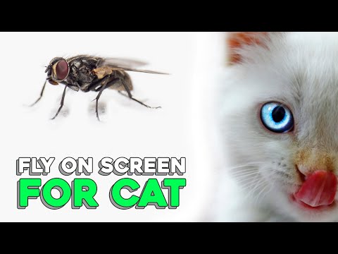 Fly On Screen For Cat (3 Hours)