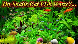 Do Snails Eat Fish Poop And Does It Clean Fish Tank Or Problems Created?.. / Fish Aquarium Tamil