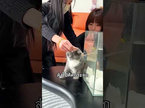 เมื่อแมวอยากเป็นปลา ทาสจัดให้!! #shorts #shortvideo