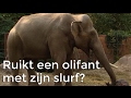 Kan een olifant ruiken met zijn slurf? | Het Klokhuis