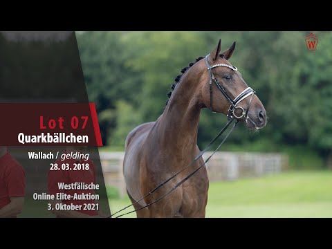 Online Elite-Auktion Lot 07 Quarkbällchen Wallach v. Quantensprung - Belissimo M