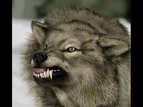 Shy Fx Wolf