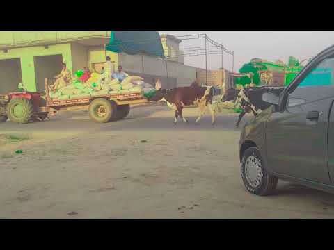 rodi village 12-04-23